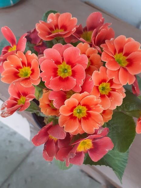 primula - 0 Dorinte implinite - 2022