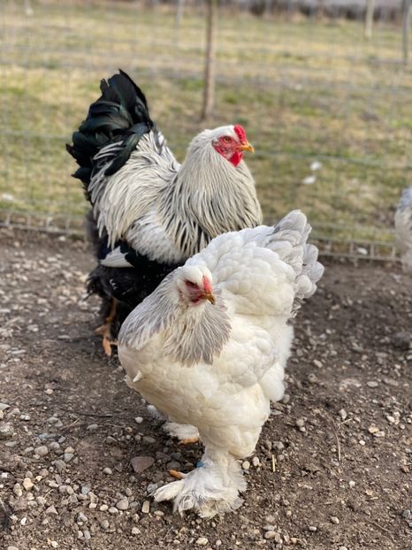 1226F9F4-FEEA-4940-9D30-95C7EF4F8F90 - Brahma Herminat Deschis Albastru