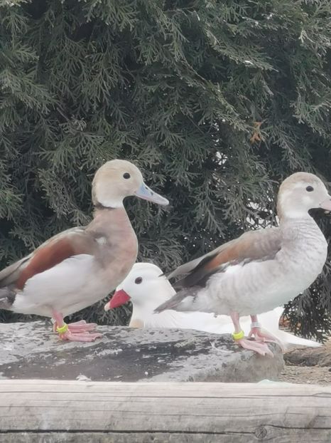  - Rațe Micul Atlantic Argintiu