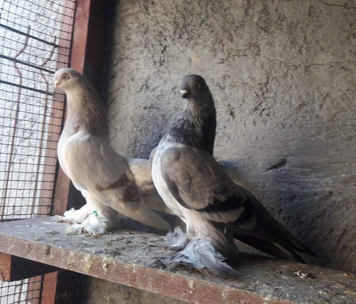  - Cioc scurt de Berlin 2022