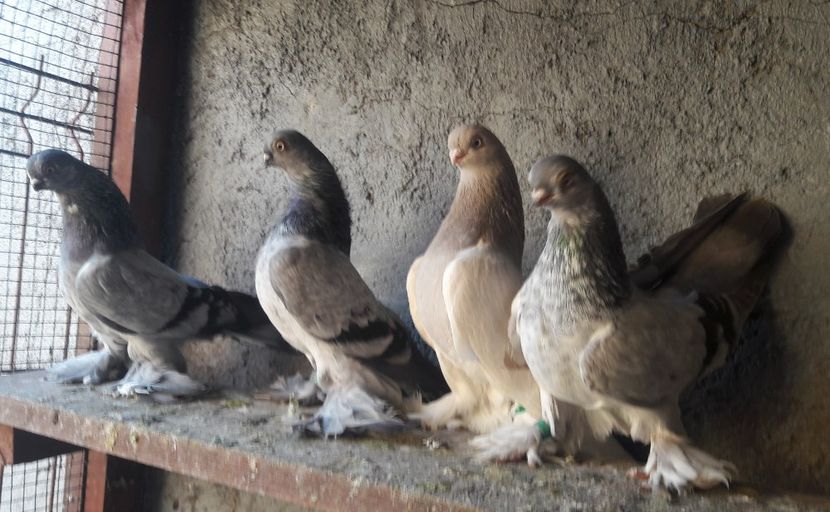  - Cioc scurt de Berlin 2022