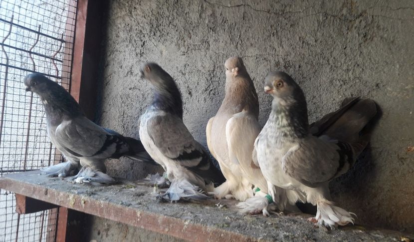  - Cioc scurt de Berlin 2022