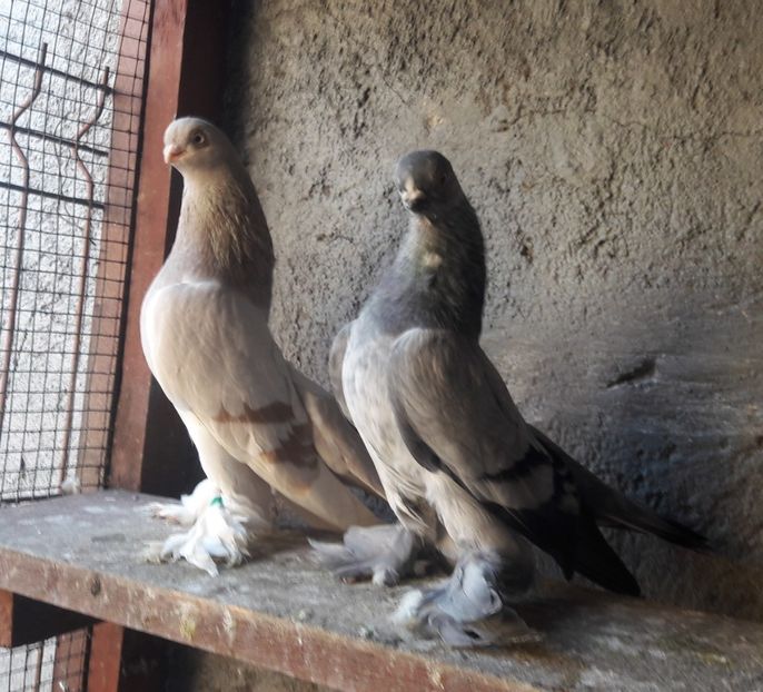  - Cioc scurt de Berlin 2022