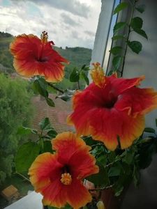  - Hibiscus Oberon