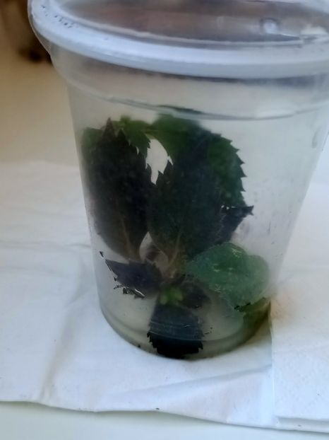 Img.2022.03.14 - Înmulțirea in apă