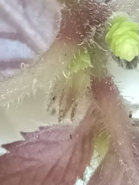 Img.2022.03.14 - Înmulțirea in apă