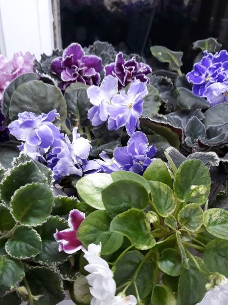  - 1 1 Violete Africane de Colecție