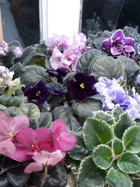  - 1 1 Violete Africane de Colecție