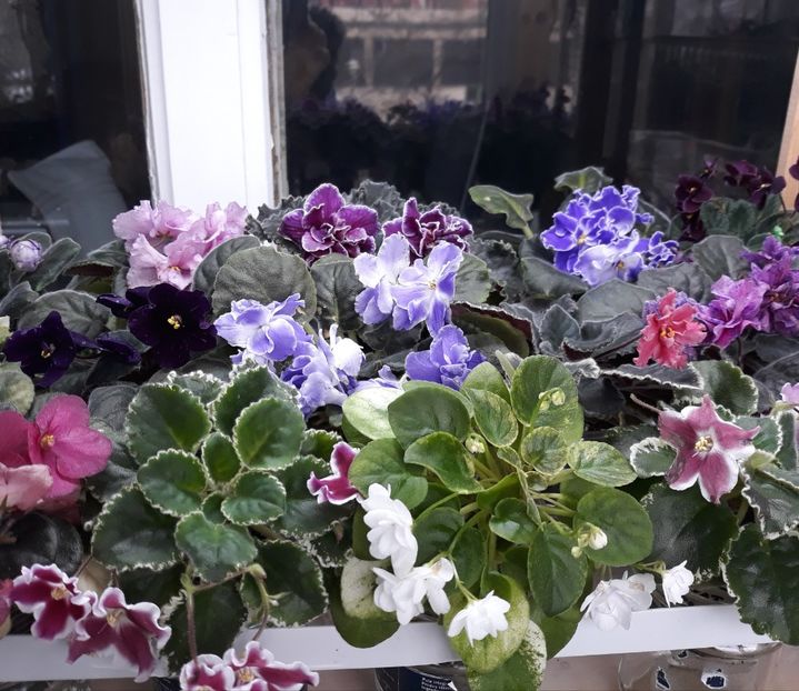  - 1 1 Violete Africane de Colecție