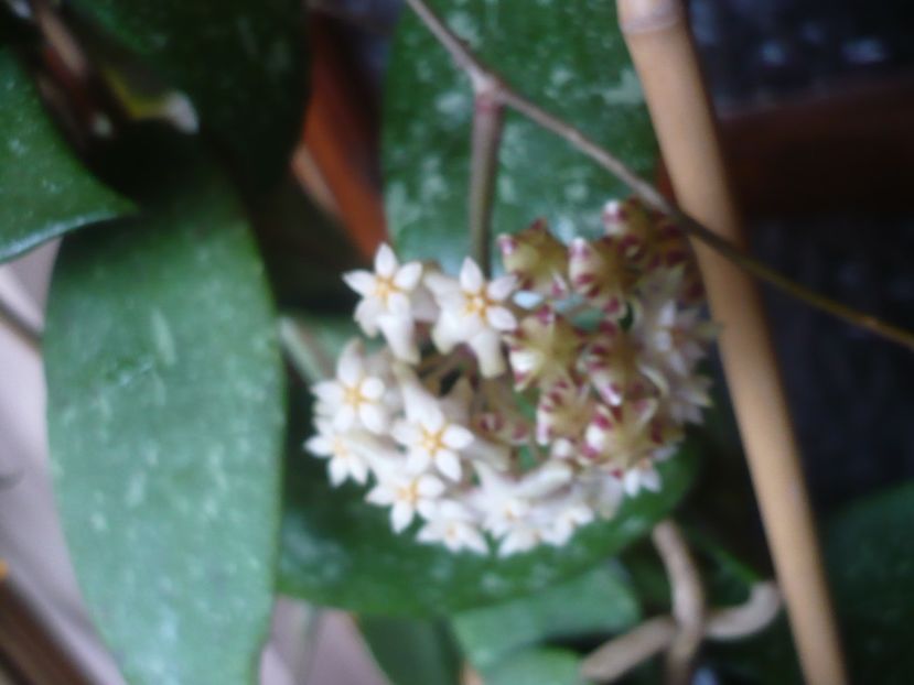 P1510384 - HOYA 2022-1