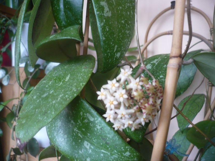 P1510390 - HOYA 2022-1