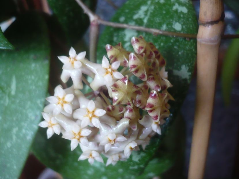 P1510395 - HOYA 2022-1