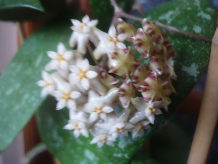 P1510397 - HOYA 2022-1