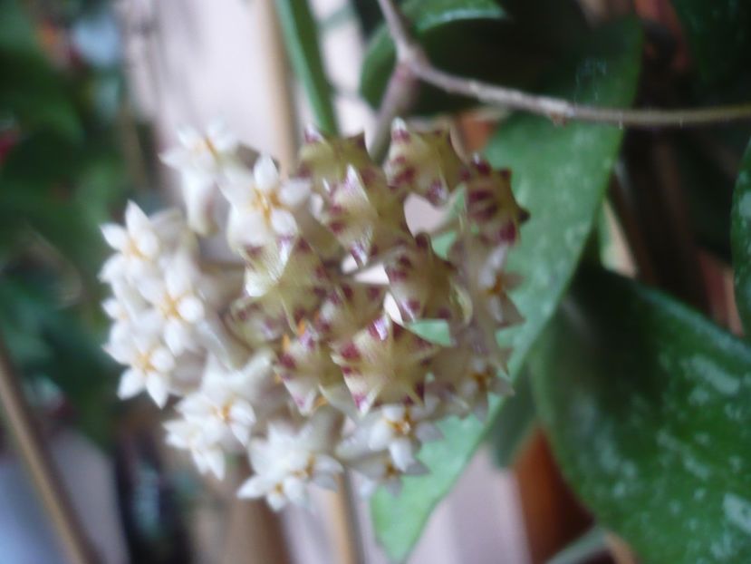 P1510400 - HOYA 2022-1