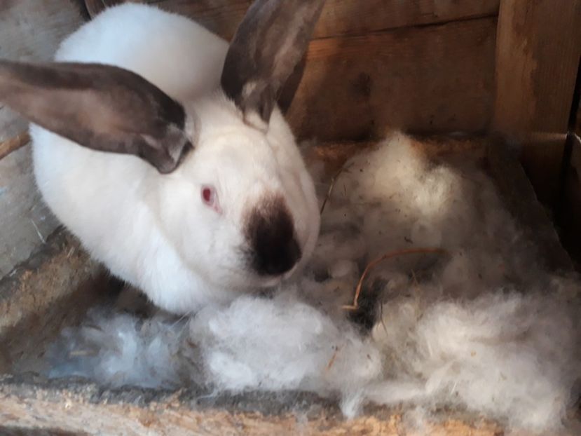 cuib.11.03.2022 ! - Californian fem 3