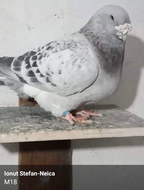  - 0-Porumbei de la altii care imi plac