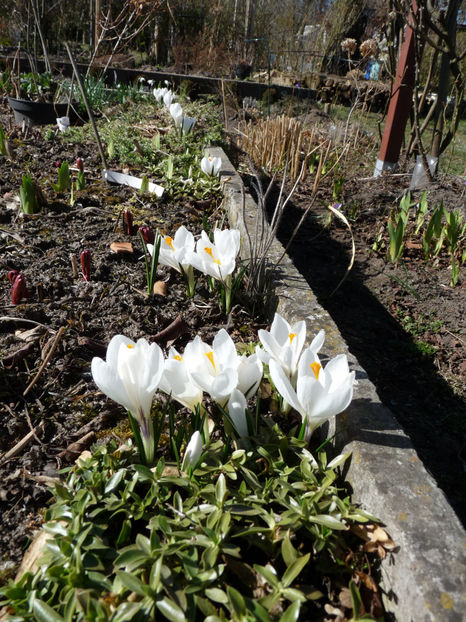  - 2022 - 01 - Primavara