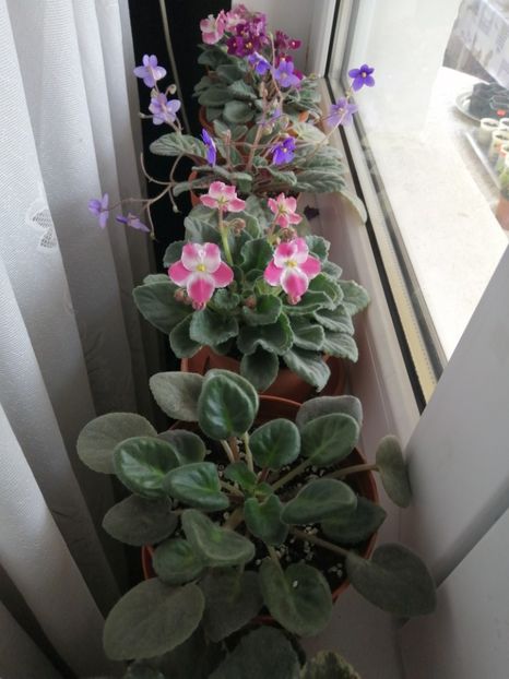 Pervazul din camera mamei. Au avut mai multa caldura.... Se cunoaste.... - GRUP VIOLETE