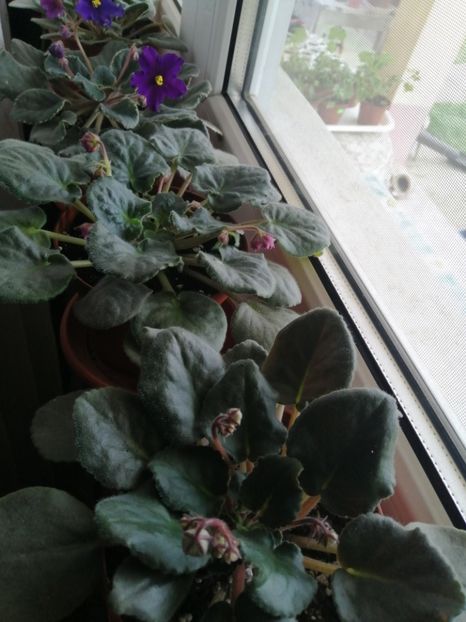 La fel.... din camera mamei - GRUP VIOLETE