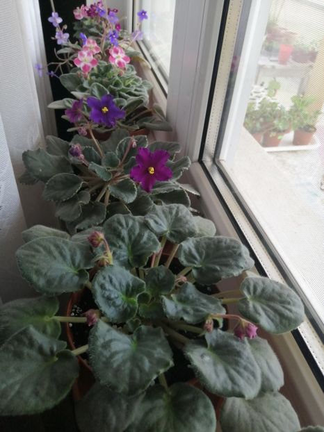 Si ele, tot  în mama in camera... - GRUP VIOLETE