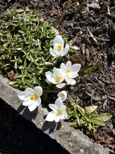  - Crocusi - Branduse