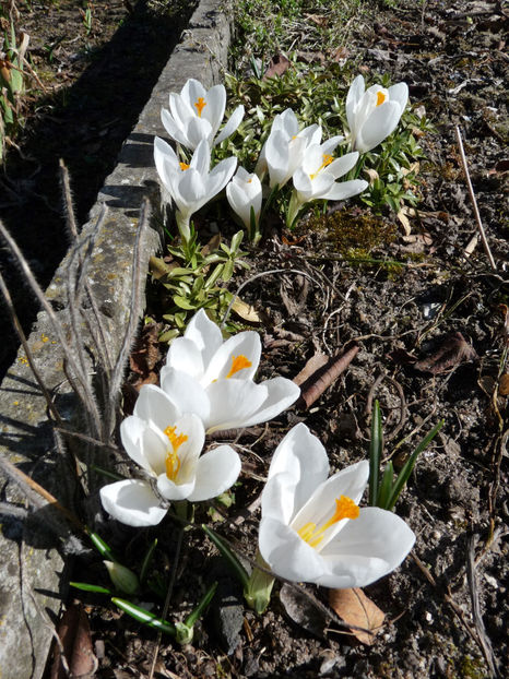  - Crocusi - Branduse