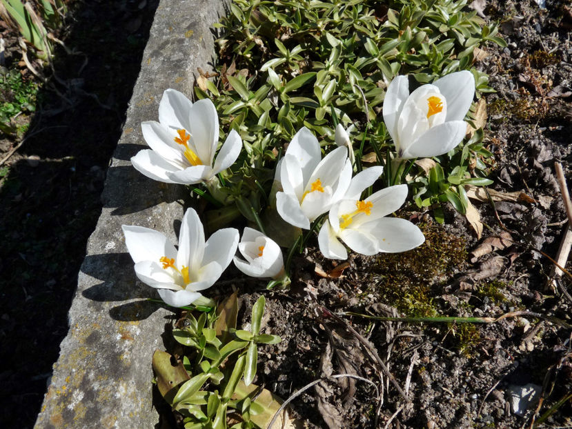  - Crocusi - Branduse