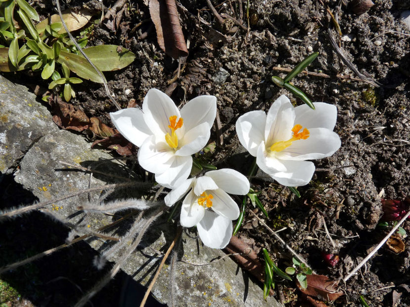  - Crocusi - Branduse