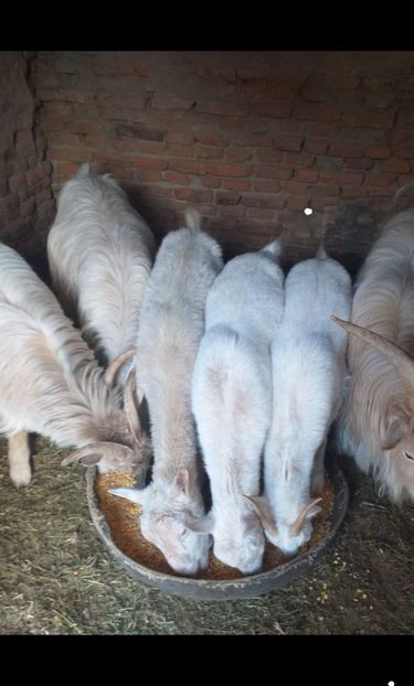 De vanzare - Vand Schimb