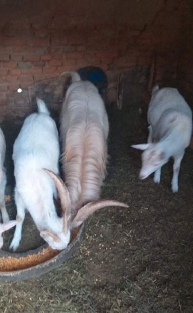 received_982018802659751_edit_133782343061356 - Vand Schimb