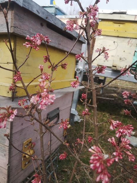 viburnum bodnantense - Gradina flori 2022