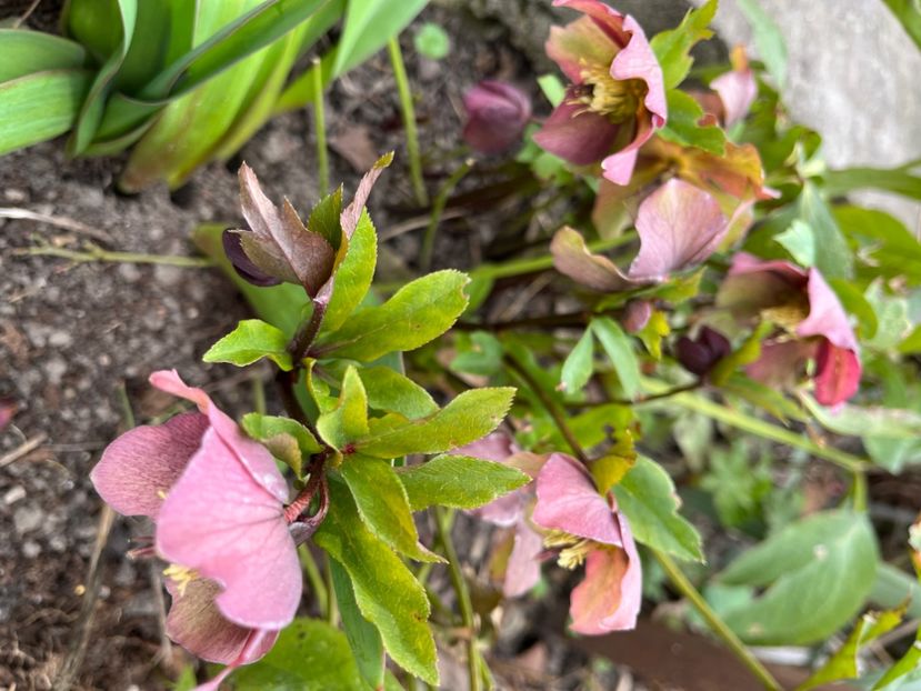 5AB5239C-B29A-4768-B0E7-886F2C6C13E5 - Spanz 21 22