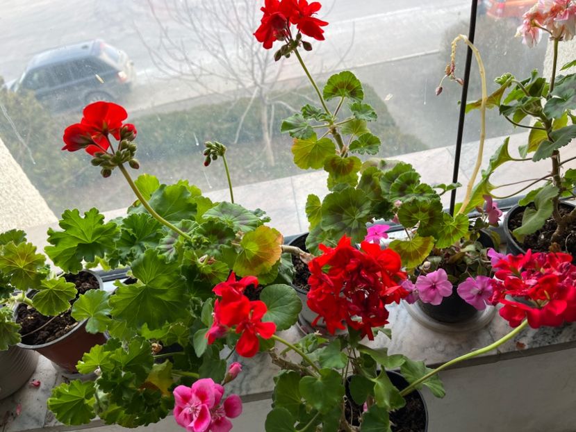 9CE5D9F5-4869-4856-8CA0-8ED229078D2B - Muscate 2021 22