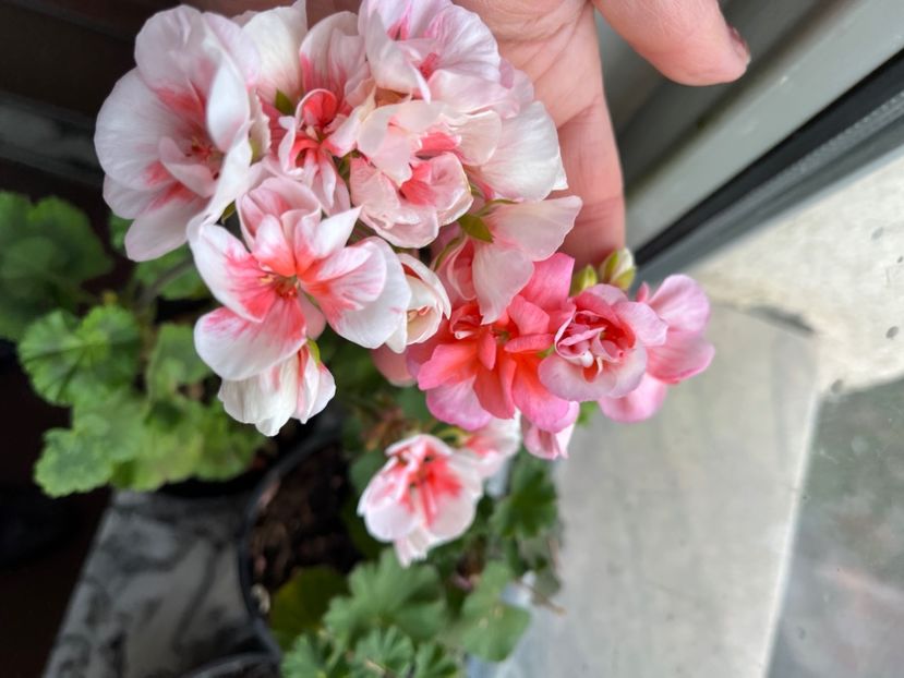 C2C6467C-6D5F-4EC8-B4C4-667075575314 - Muscate 2021 22