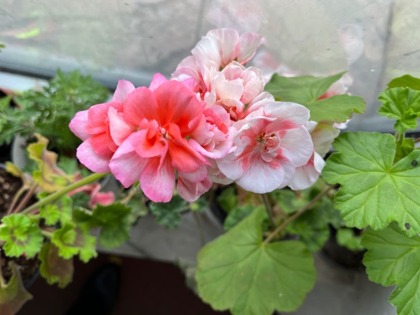 AE17EAF3-03ED-4B3B-B535-88FF0B01A192 - Muscate 2021 22