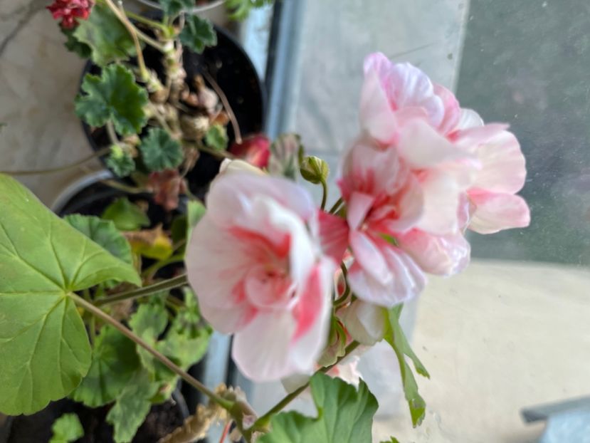 0F8E3D2C-C3EE-430C-BE08-25B910866DA1 - Muscate 2021 22