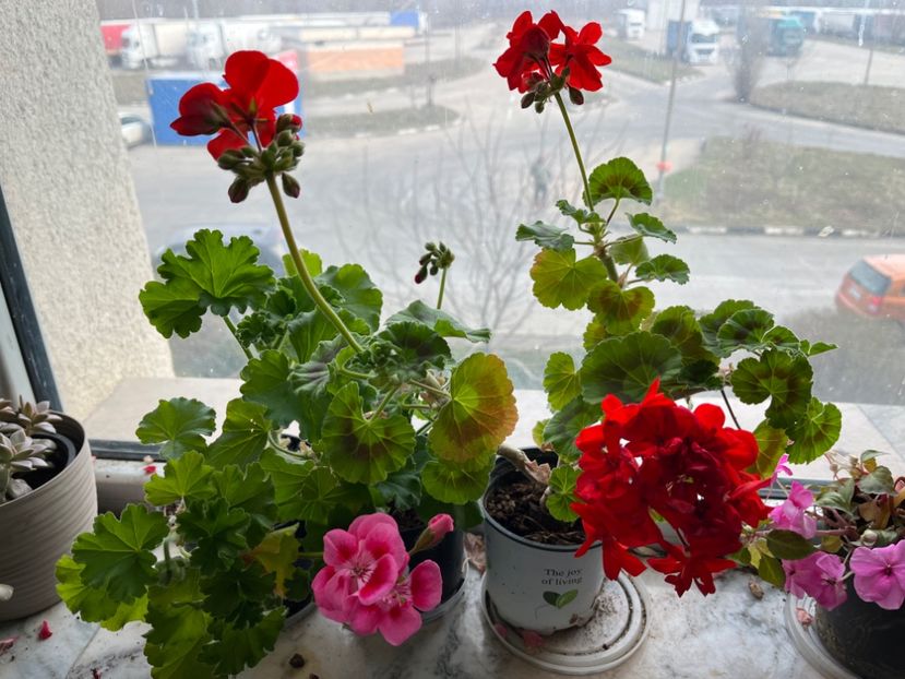 A0622649-4213-47E8-941D-68DEFEDC3F0B - Muscate 2021 22