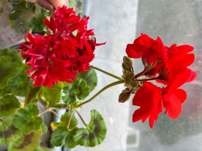 4F822A0C-9946-42F7-882A-EB2AAE62D4AB - Muscate 2021 22