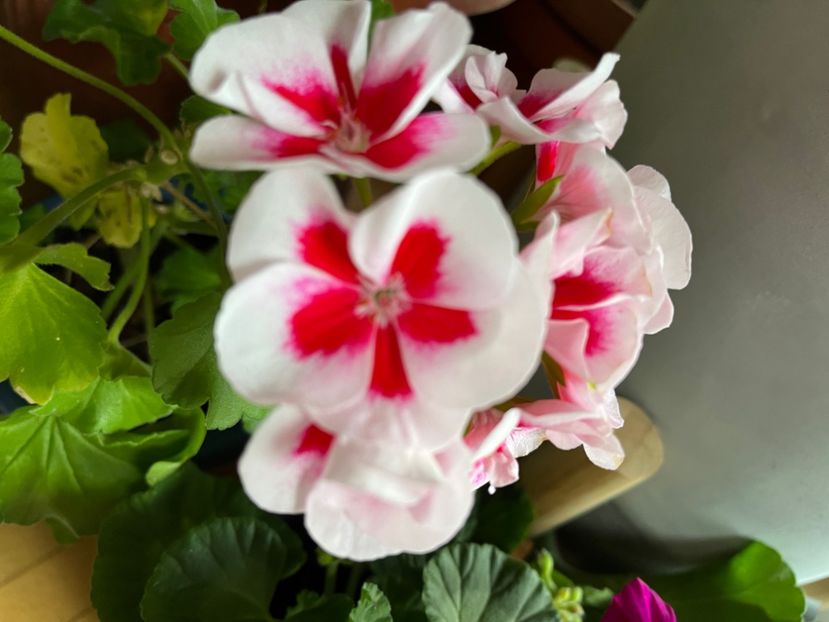 454C6E0F-AFB7-4C11-8986-68502DE7D675 - Muscate 2021 22