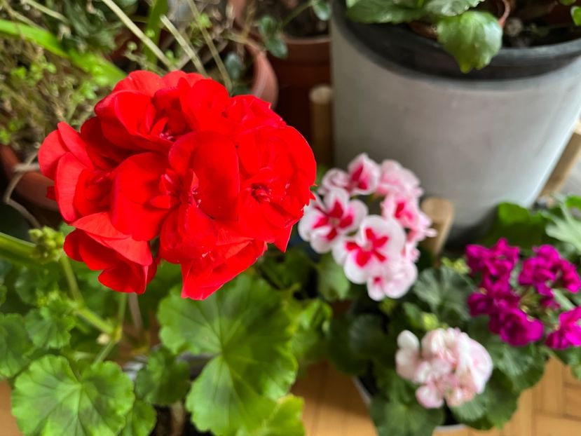 40D99C3C-9B11-47D0-867F-4082F3CEB1EE - Muscate 2021 22