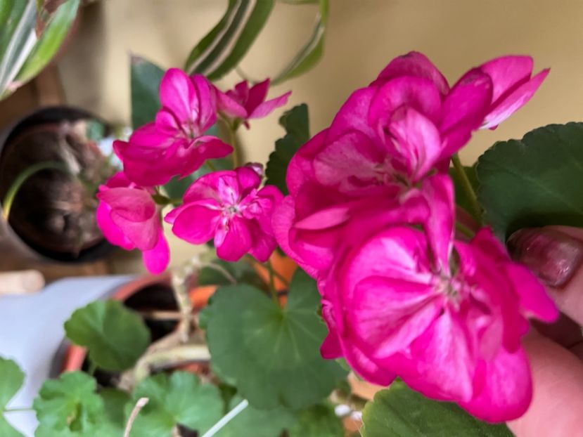 2C4723BB-BBD1-4A4F-B723-01B4D0409299 - Muscate 2021 22