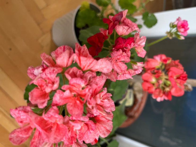 4DDC2033-35E7-40CC-8F28-BD7F8A9C4904 - Muscate 2021 22