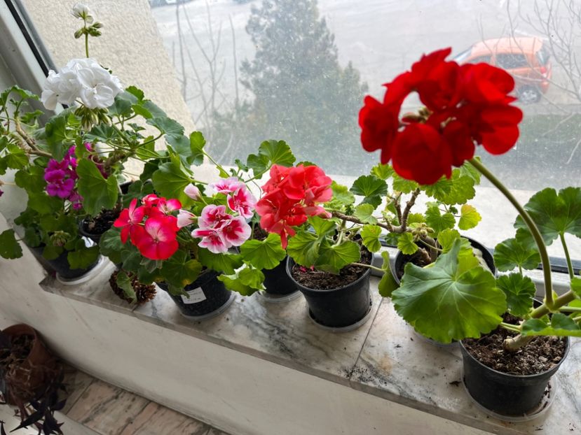 9E43CFBB-0A57-4C70-A01D-6C244928CB2A - Muscate 2021 22