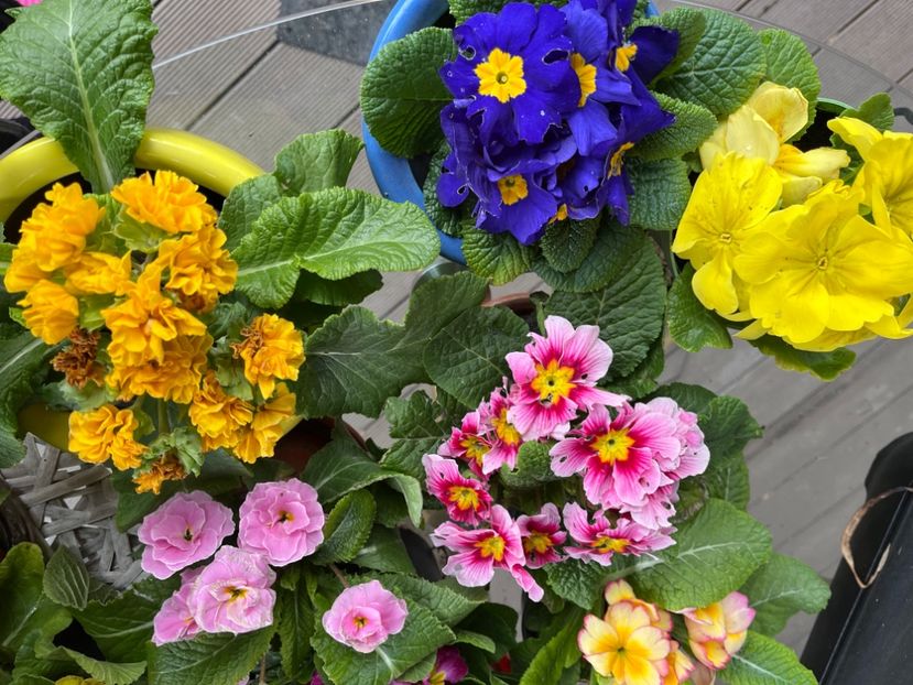 708AAFF3-907A-49C9-BFFD-6459B9B12E9D - Primule 21 22 23 24