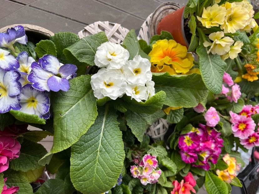 F3338D30-BF20-4DAA-8CA6-65A4AC0A515B - Primule 21 22 23 24