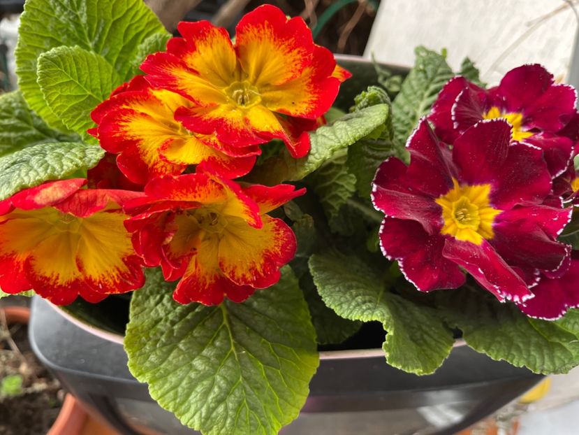 956B01E2-A3F7-4185-B0B6-9E79C4DBC6CB - Primule 21 22 23 24