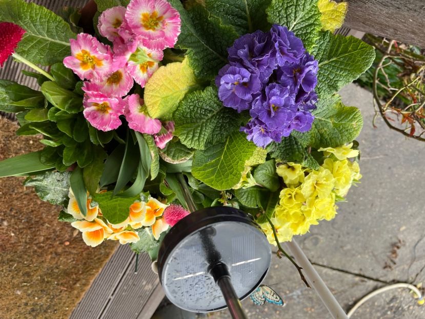 E5A583C8-68D9-4160-8920-6D68CEFDAC87 - Primule 21 22 23 24