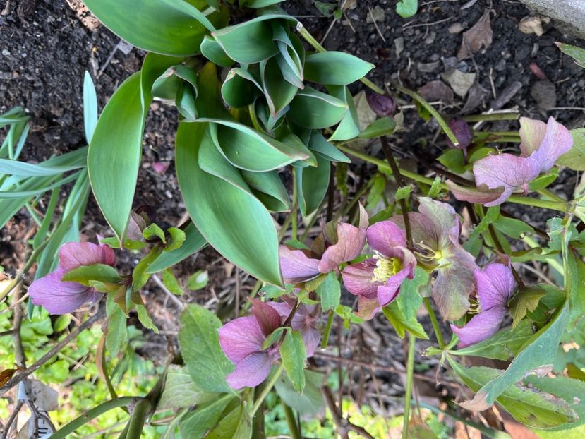 3D056C61-884D-4349-B919-634AF1627A8B - Spanz 21 22