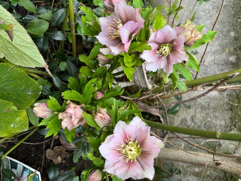 C67911A2-BFBE-4A60-8125-D2E1FEFDDF41 - Spanz 21 22