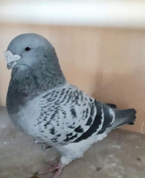 Mascul 2 ani - 0-Porumbei de la altii care imi plac